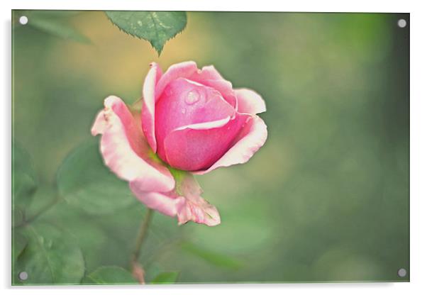 Little pink rose!! Acrylic by Nadeesha Jayamanne