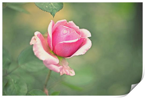 Little pink rose!! Print by Nadeesha Jayamanne