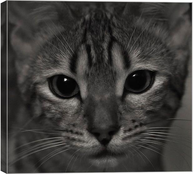 Bengal kitten black and white Canvas Print by Gary Pearson