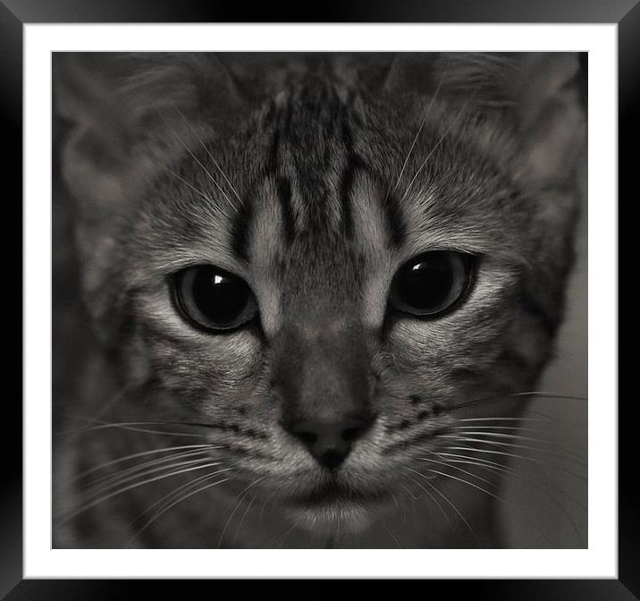 Bengal kitten black and white Framed Mounted Print by Gary Pearson