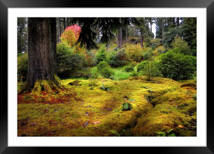 Colorful Carpet of Moss in Benmore Botanical Garde Framed Mounted Print by Jenny Rainbow