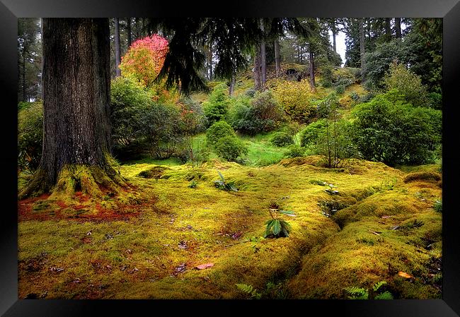 Colorful Carpet of Moss in Benmore Botanical Garde Framed Print by Jenny Rainbow