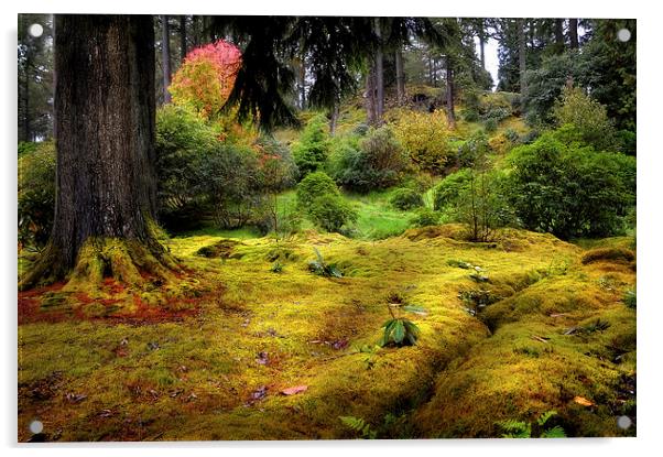 Colorful Carpet of Moss in Benmore Botanical Garde Acrylic by Jenny Rainbow