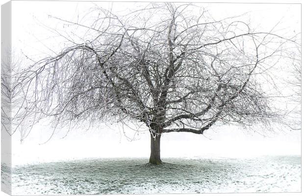 Frosty Tree Canvas Print by Dave Harrison