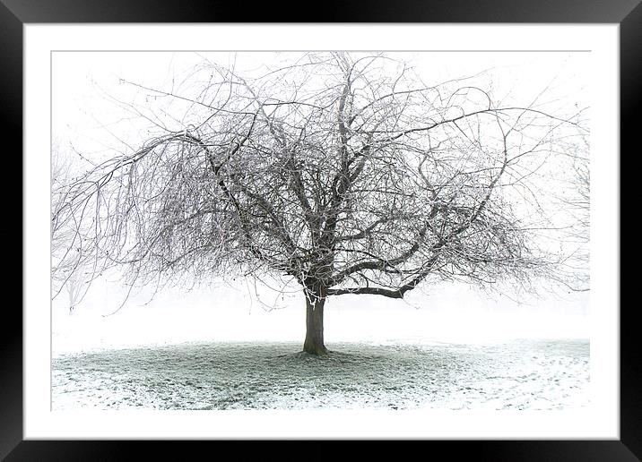 Frosty Tree Framed Mounted Print by Dave Harrison