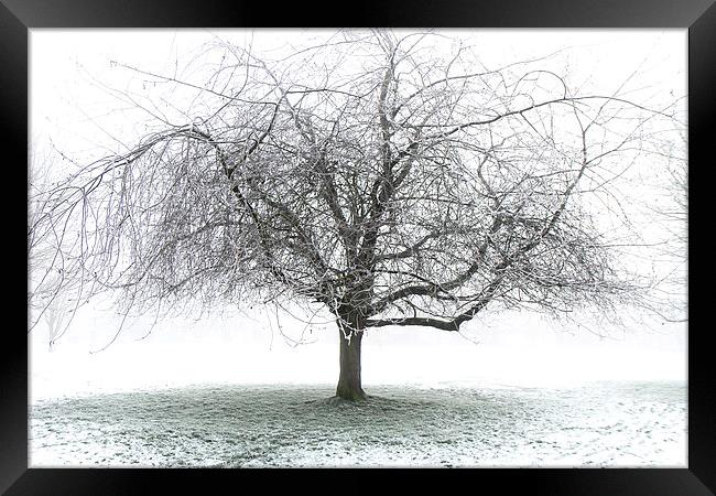 Frosty Tree Framed Print by Dave Harrison