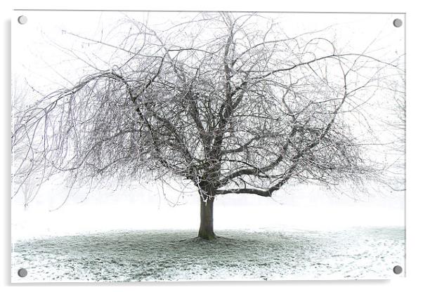 Frosty Tree Acrylic by Dave Harrison