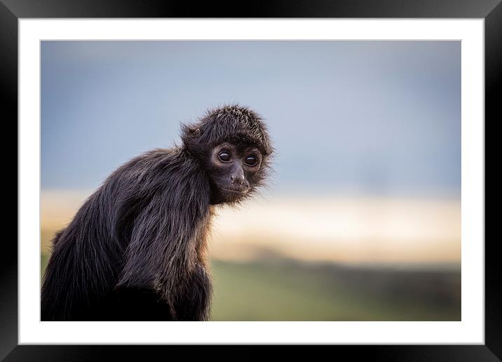 Spider Monkey Framed Mounted Print by Andy McGarry