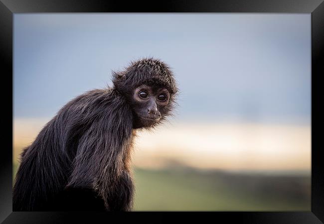 Spider Monkey Framed Print by Andy McGarry
