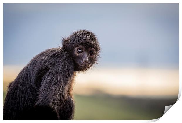 Spider Monkey Print by Andy McGarry