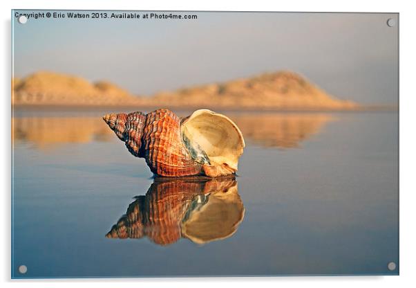 Reflective Shell Acrylic by Eric Watson