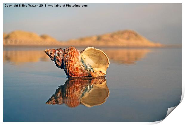 Reflective Shell Print by Eric Watson