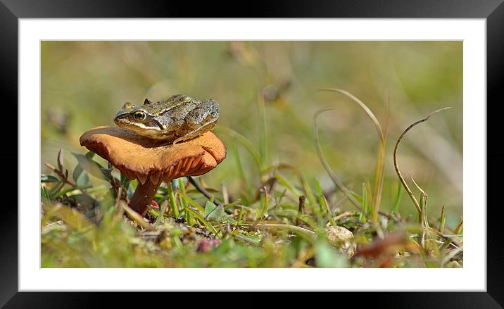 Fungi Frog Framed Mounted Print by Eric Watson