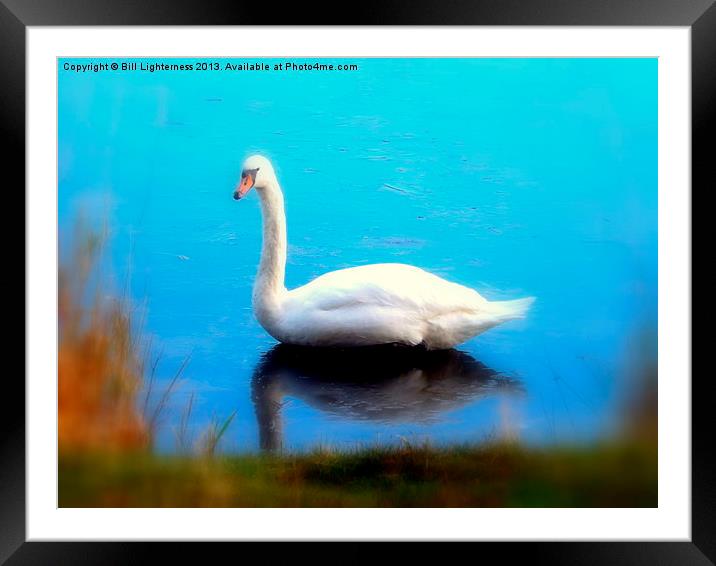 Swan Blues Framed Mounted Print by Bill Lighterness