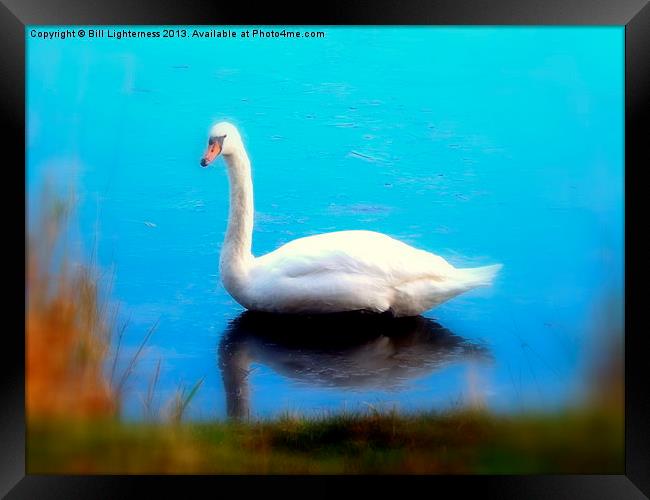 Swan Blues Framed Print by Bill Lighterness