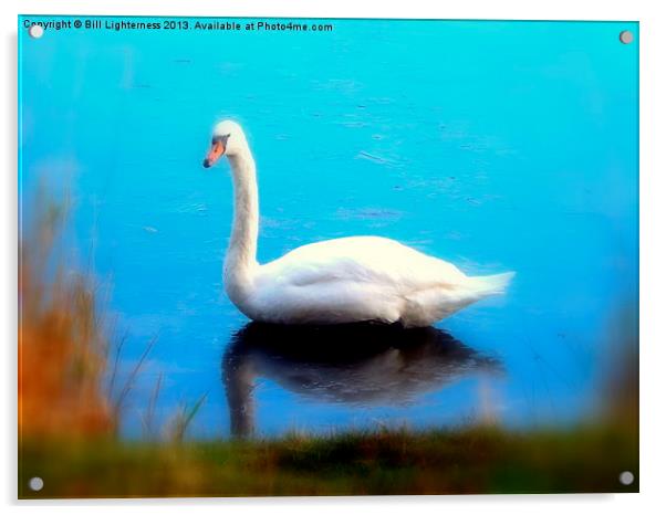 Swan Blues Acrylic by Bill Lighterness