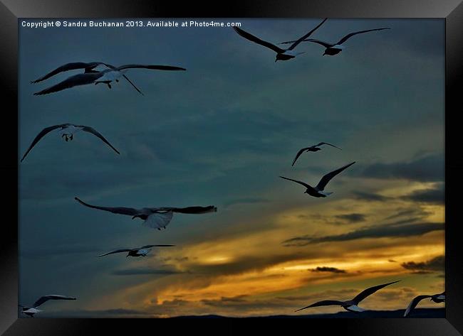 Fly Away Framed Print by Sandra Buchanan