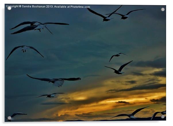 Fly Away Acrylic by Sandra Buchanan