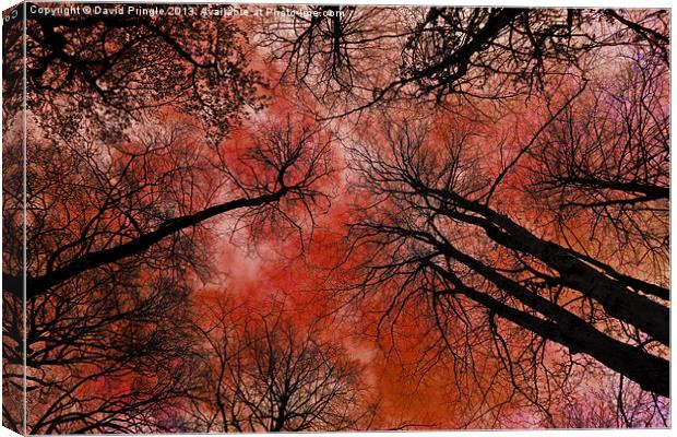 Tree Canopy Canvas Print by David Pringle