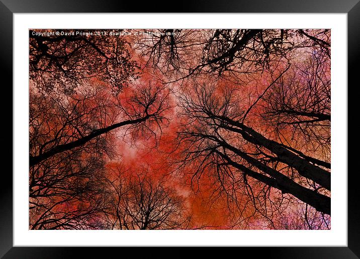 Tree Canopy Framed Mounted Print by David Pringle