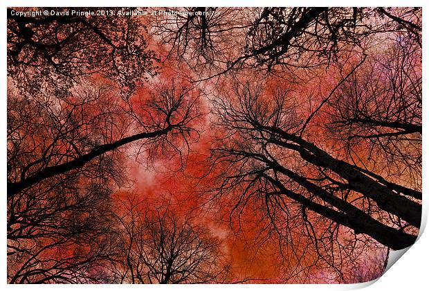 Tree Canopy Print by David Pringle