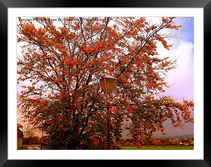The Lampost and the Tree Framed Mounted Print by Bill Lighterness