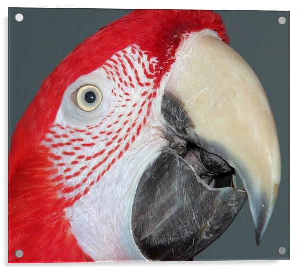Greenwing macaw Acrylic by Mark Cake