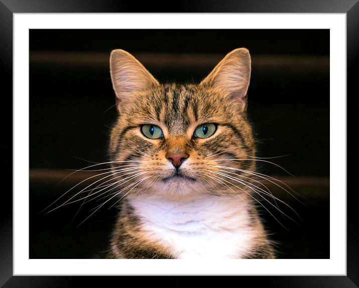 Cat Framed Mounted Print by Victor Burnside
