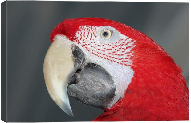 Greenwing macaw Canvas Print by Mark Cake