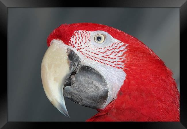 Greenwing macaw Framed Print by Mark Cake