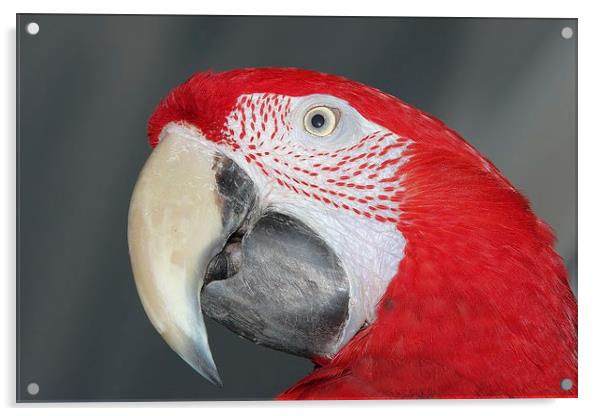 Greenwing macaw Acrylic by Mark Cake