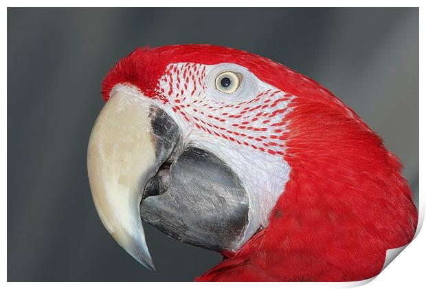 Greenwing macaw Print by Mark Cake
