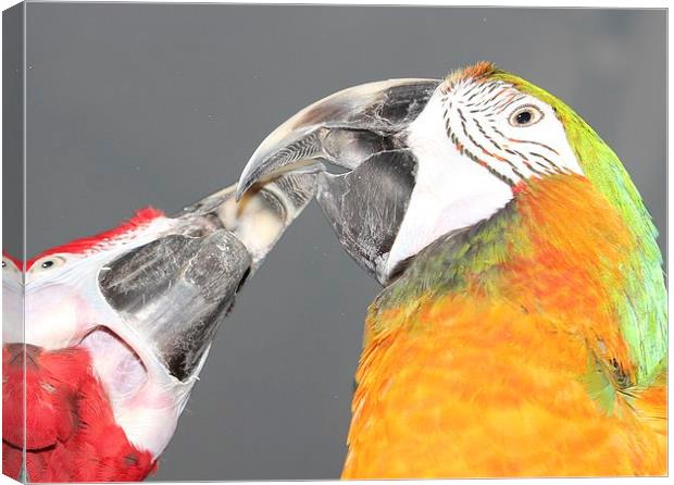 Macaw beaks Canvas Print by Mark Cake