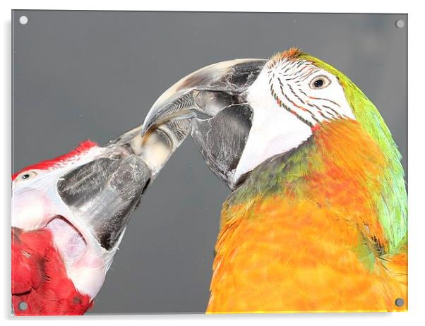 Macaw beaks Acrylic by Mark Cake