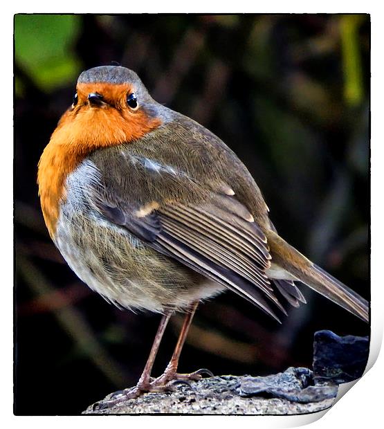 One red robin Print by Andy dean