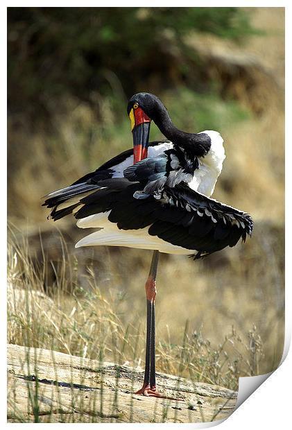 JST2688 Female Saddle-billed Stork Print by Jim Tampin