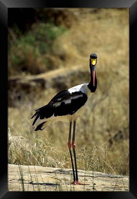 JST2689 Female Saddle billed Stork Framed Print by Jim Tampin