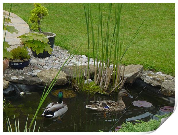 ducks in garden pond Print by amanda smith