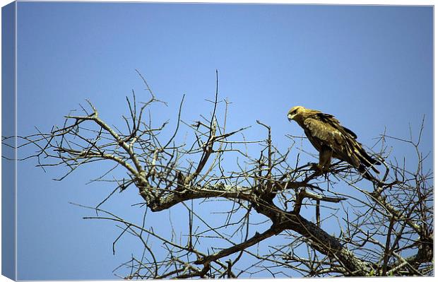 JST2691 Tawny Eagle Canvas Print by Jim Tampin