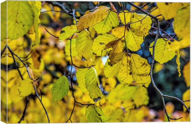 Autumn leaves Canvas Print by Thanet Photos