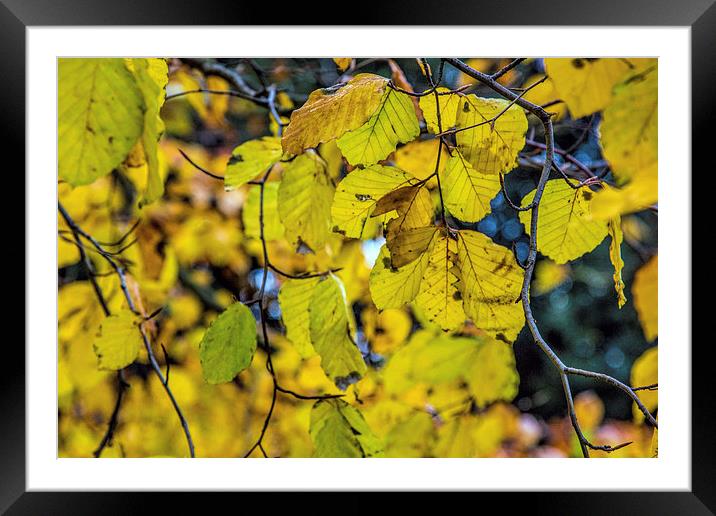 Autumn leaves Framed Mounted Print by Thanet Photos