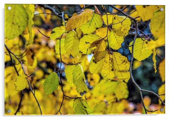 Autumn leaves Acrylic by Thanet Photos