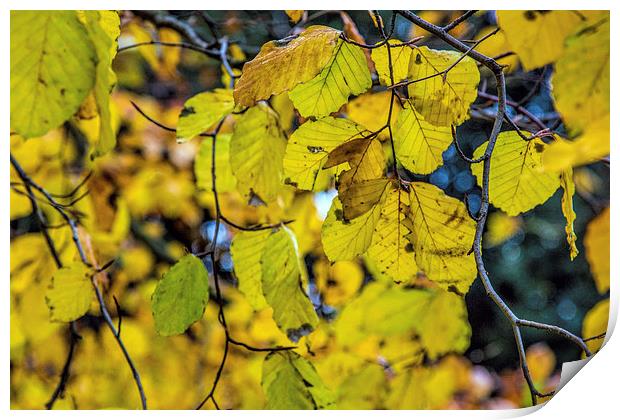 Autumn leaves Print by Thanet Photos