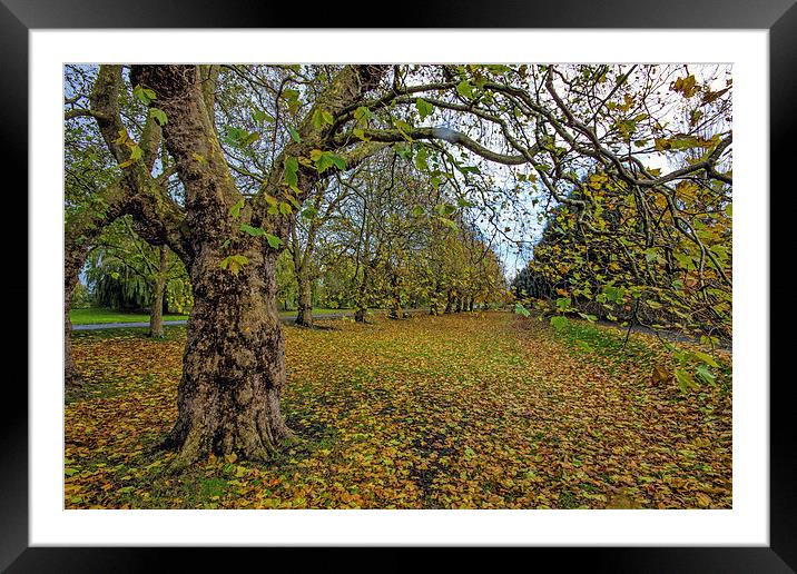 Autumn scene Framed Mounted Print by Thanet Photos