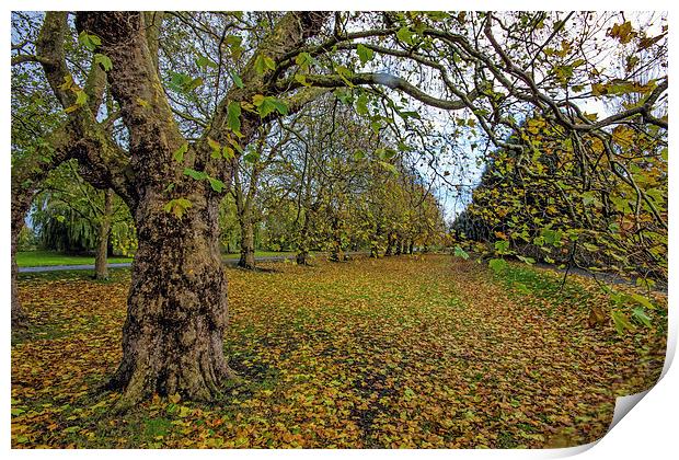 Autumn scene Print by Thanet Photos