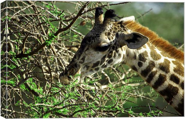 JST2694 Masai Giraffe, Tsavo West Canvas Print by Jim Tampin