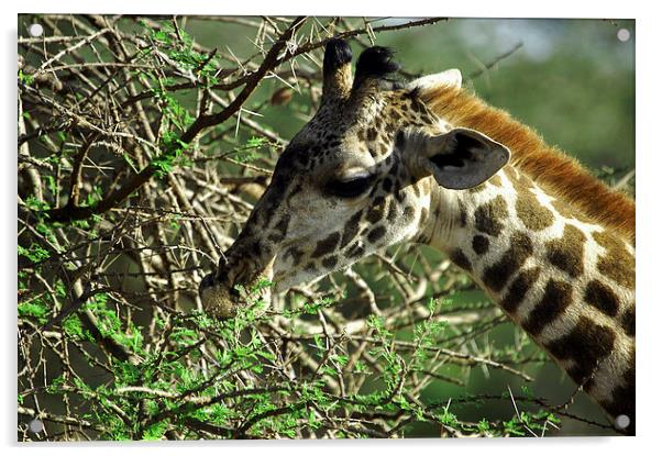 JST2694 Masai Giraffe, Tsavo West Acrylic by Jim Tampin
