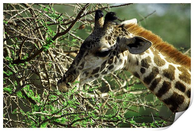 JST2694 Masai Giraffe, Tsavo West Print by Jim Tampin