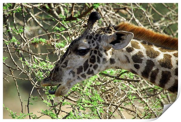 JST2695 Masai Giraffe, Tsavo West Print by Jim Tampin
