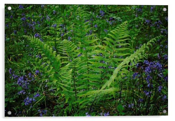Fern with Bluebells Acrylic by Lynette Holmes